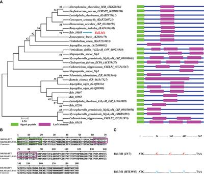 LysM protein BdLM1 of Botryosphaeria dothidea plays an important role in full virulence and inhibits plant immunity by binding chitin and protecting hyphae from hydrolysis